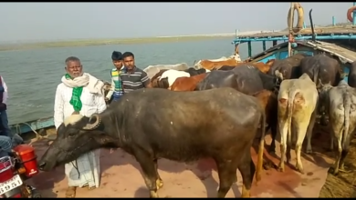 Photo of तस्करी को ले जा रहें गाय, भैस के साथ तस्कर गिरफ्तार