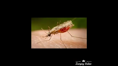 Photo of मुंगेर में लगातार मच्छरों का कहर। जिला प्रशासन मौन